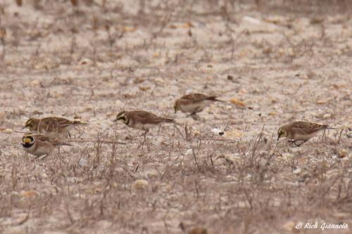 Horned Larks