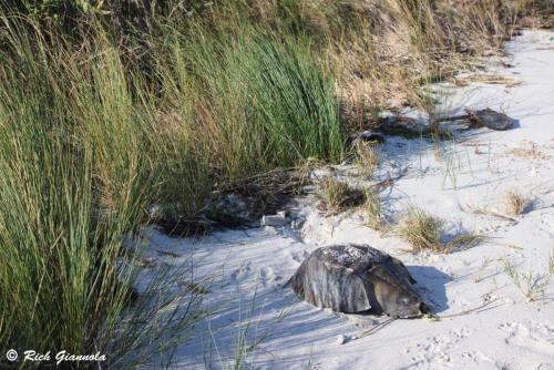 Horseshoe Crab