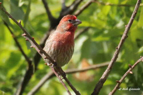 A House Finch surveying the scene