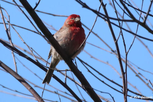 A bright House Finch