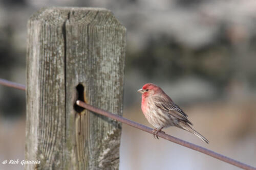 House Finch