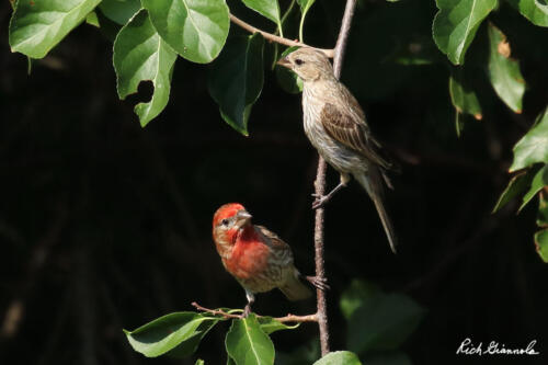 Male and female House Finches