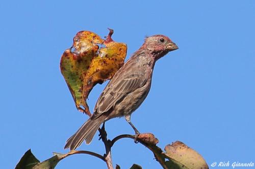 House Finch