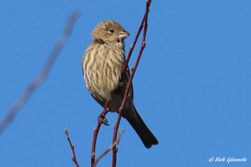 Female House Finch