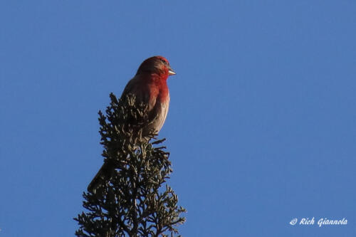 House Finch getting a little sun