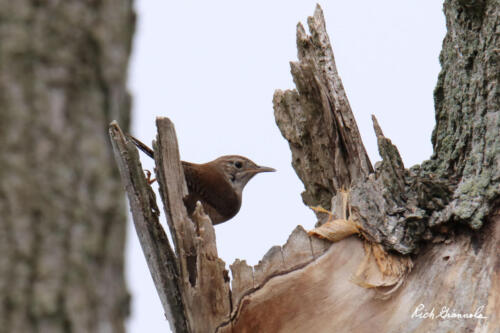 House Wren almost hiding