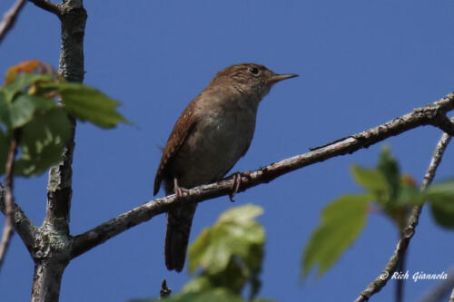 A House Wren looking around