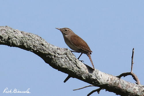 House Wren resting up