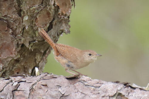 House Wren