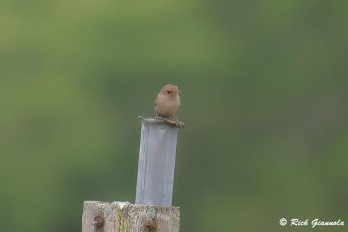 House Wren