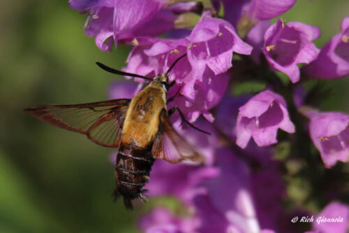 A hummingbird moth on a flower