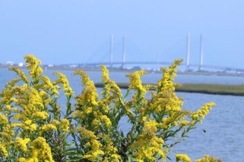 Indian River Bridge