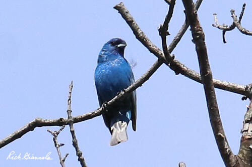 Indigo Bunting up high