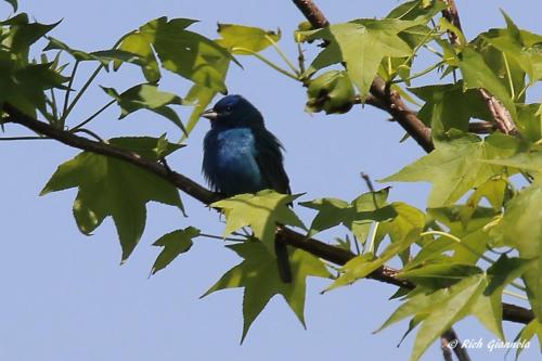 Indigo Bunting