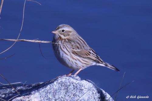 Ipswich Sparrow