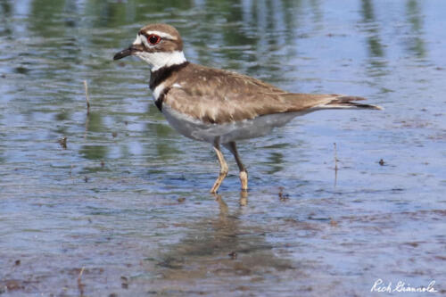 Killdeer