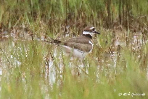 Killdeer