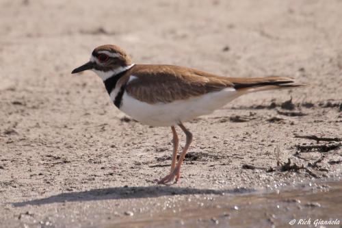 Killdeer