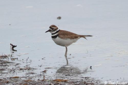 Killdeer