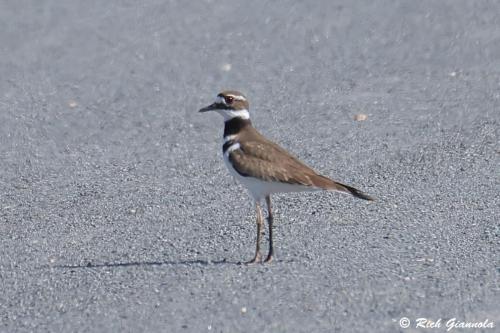 Killdeer