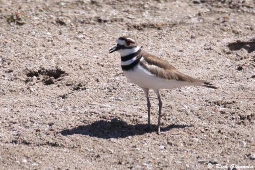 Killdeer