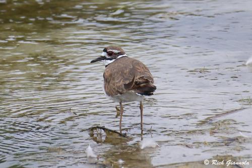 Killdeer