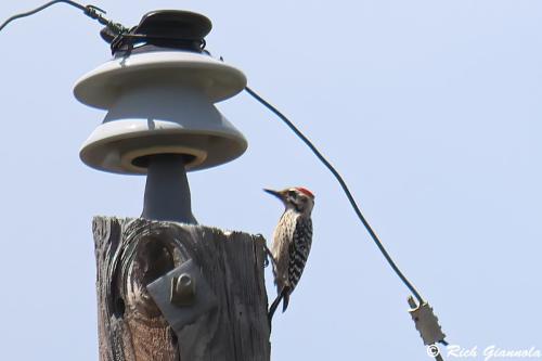 Ladder-Backed-Woodpecker