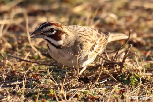 Lark Sparrow