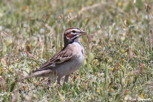 Lark Sparrow