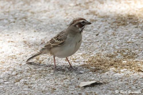 Lark Sparrow