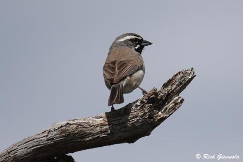 Lark Sparrow