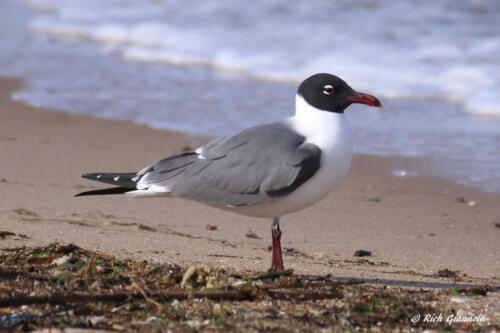 A Laughing Gull watching the waves