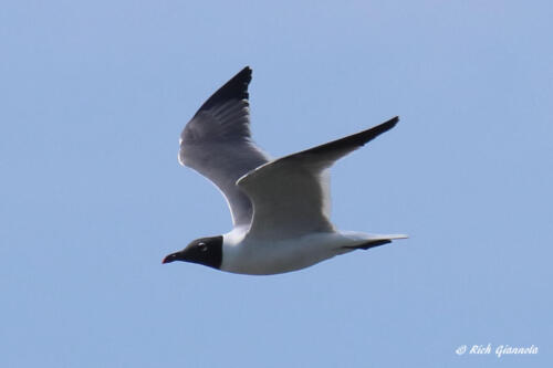 This Laughing Gull seems content