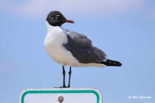 A Laughing Gull looking over its shoulder