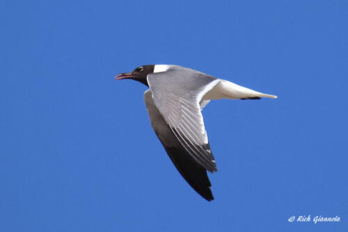 A Laughing Gull flying by