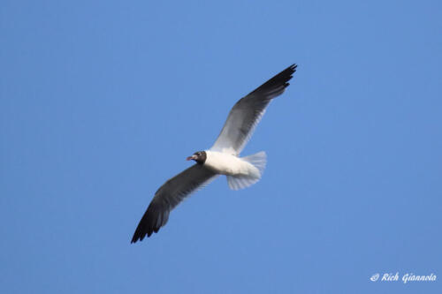 A gliding Laughing Gull