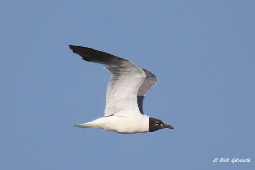 Laughing Gull on the wing