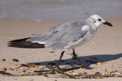 Laughing Gull in near-winter plumage