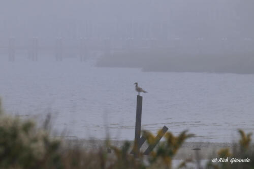 Laughing Gull in the fog