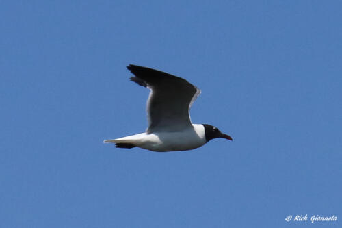 Laughing Gull