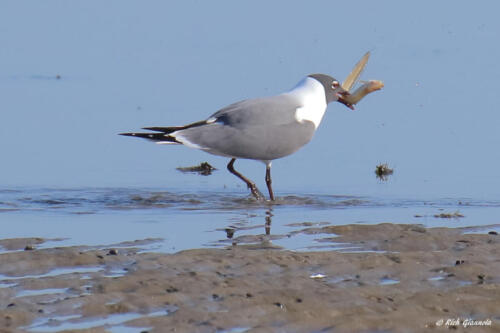 Laughing Gull