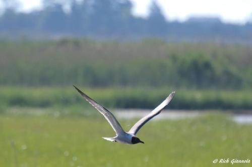 Laughing Gull