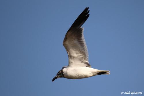 Laughing Gull