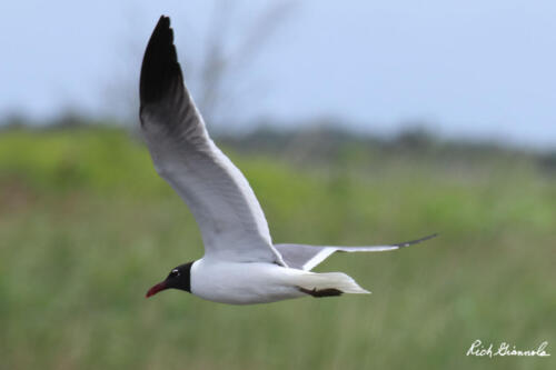 Laughing Gull