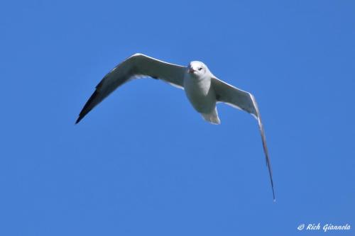 Laughing Gull