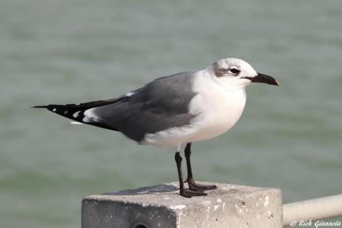 Laughing Gull