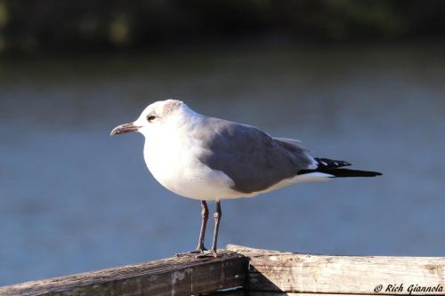 Laughing Gull