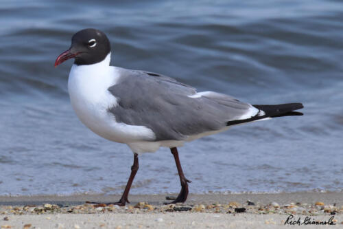 Laughing Gull