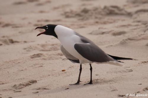 Laughing Gull