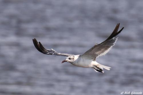 Laughing Gull